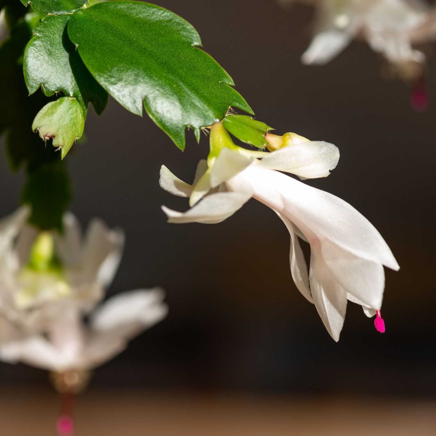 Christmas Cactus Flower Live Plant-(White)(Bare Rooted)