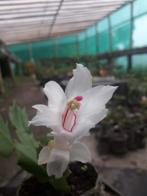 Christmas Cactus Flower Live Plant-(White)