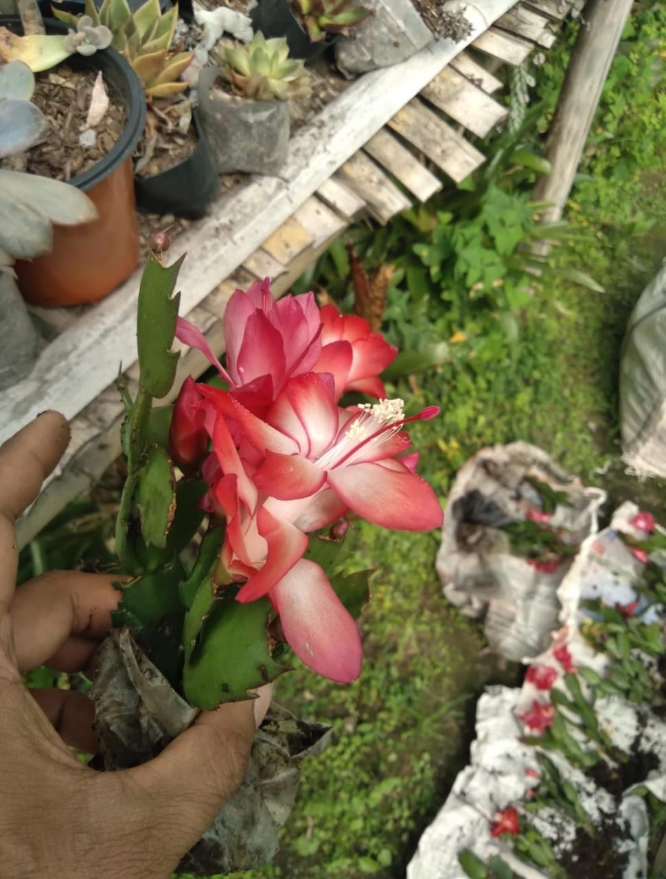 Pink And White Shedding Christmas Cactus Flower Live Plant (Bare Rooted)