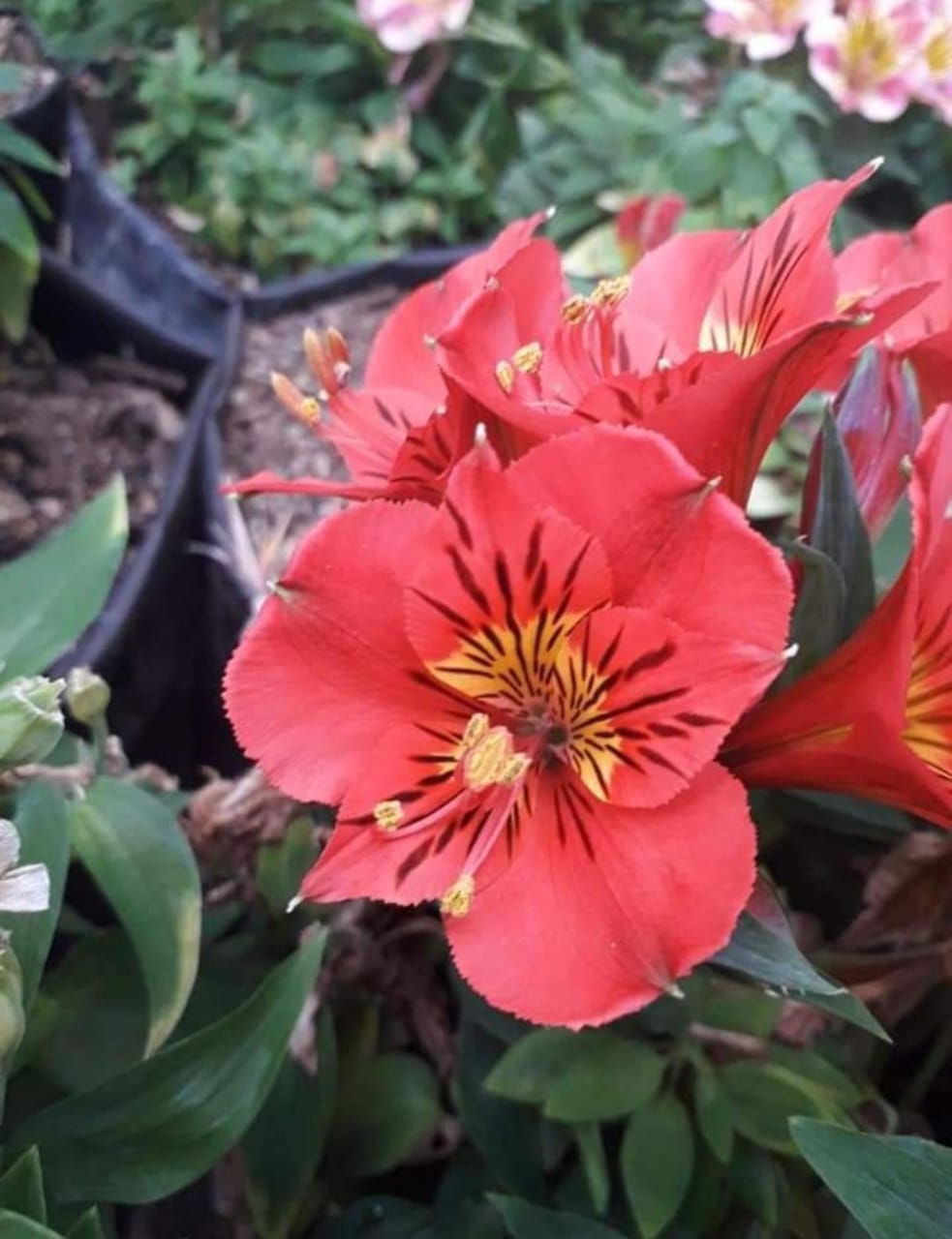 Alstroemeria Flower Bulbs