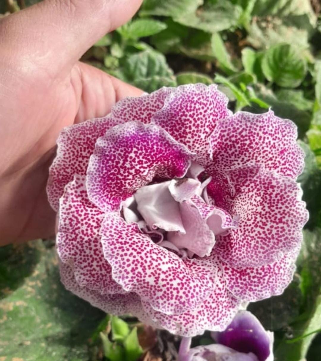 Gloxinia double petals Flower Bulbs