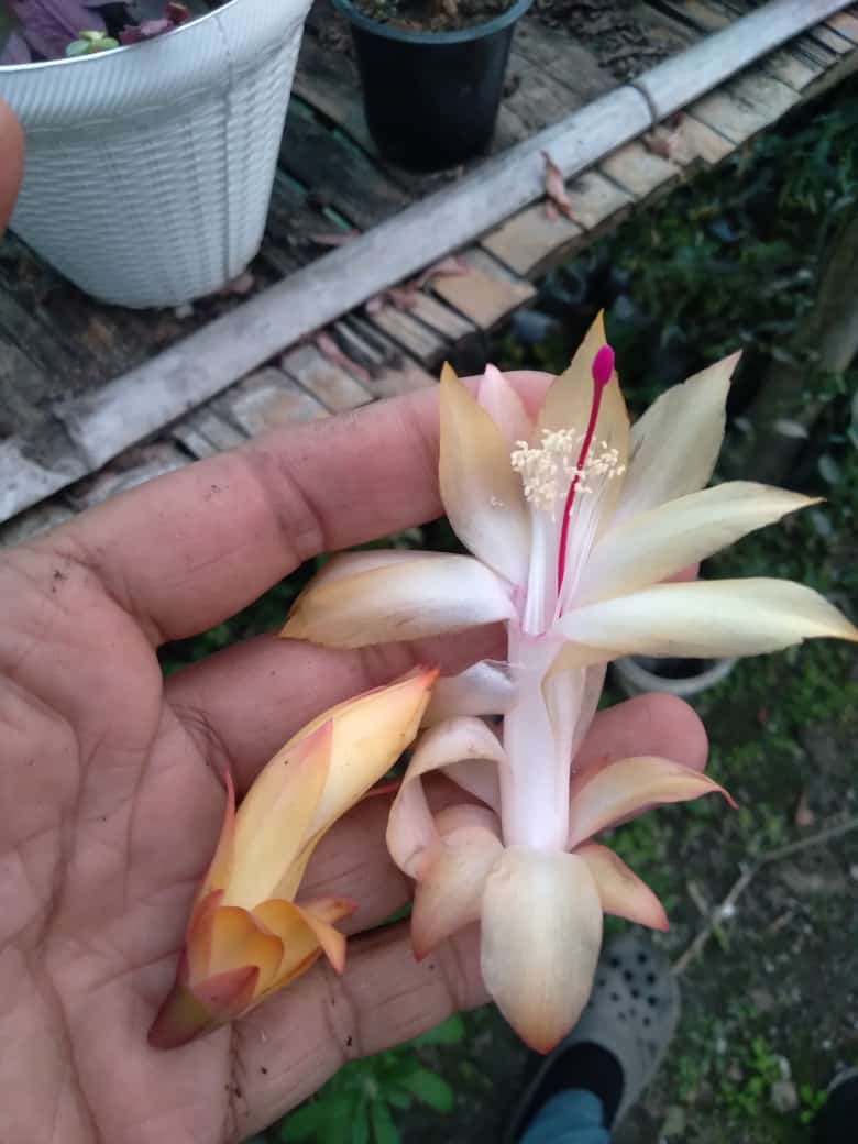 Christmas Cactus Flower Live Plant- (Light Golden) (Bare Rooted)