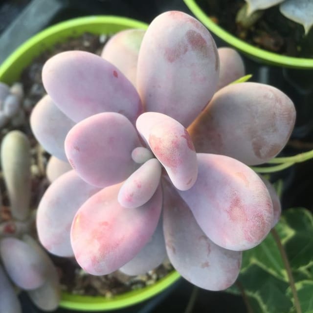 Pink Moon Stone Succulent Plant(Bare Rooted)