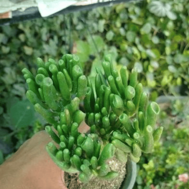 Finger Crassula succulent plant