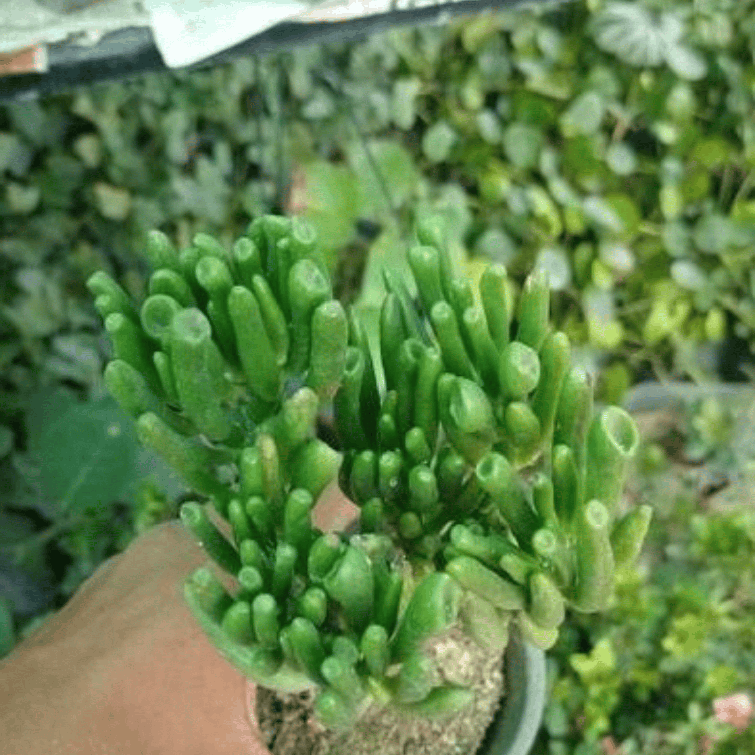 Finger Crassula Succulent Plant (Bare Rooted)