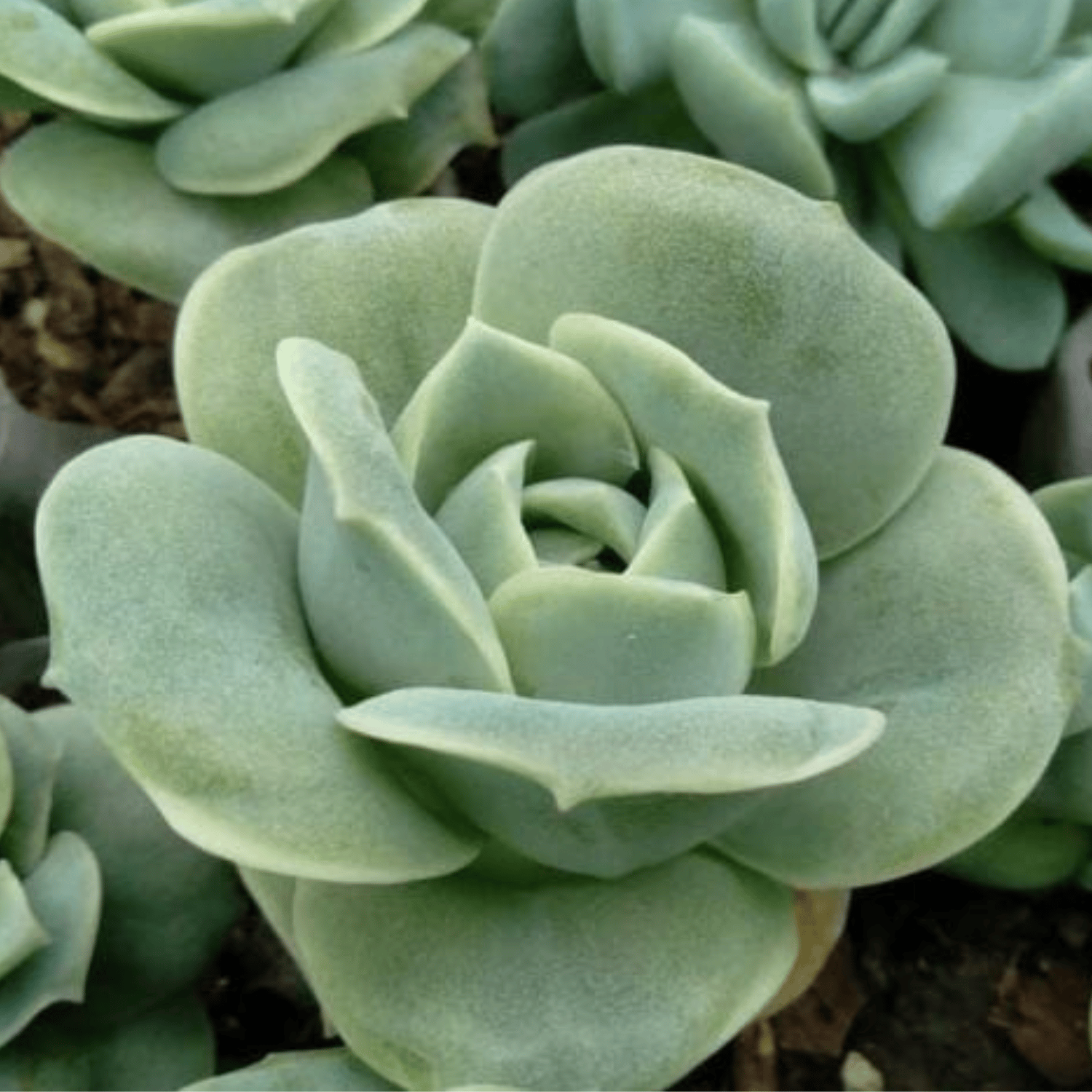 Graptoveria Lovely Rose succulent plant  (Bare Rooted)