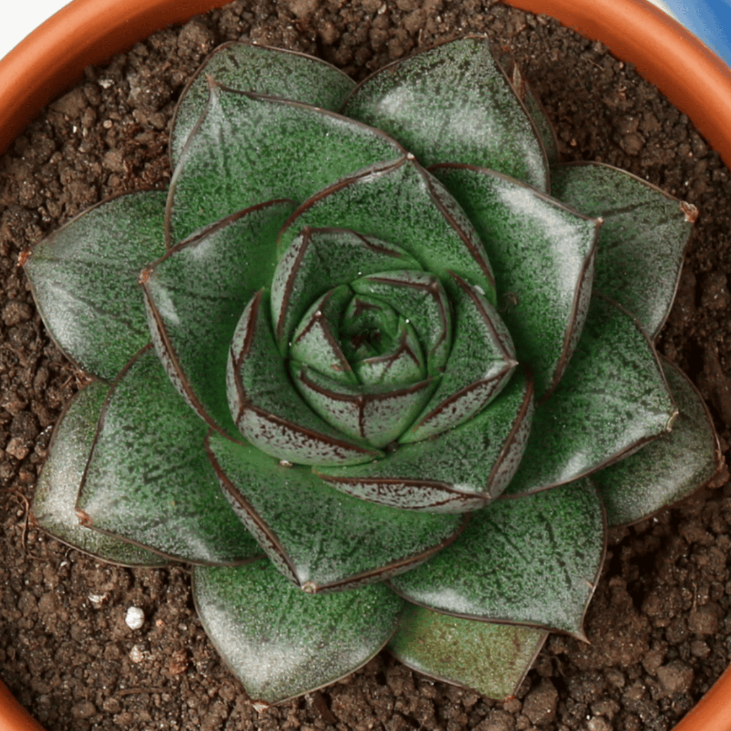 Echeveria Purpusorum Succulent plant(Bare Rooted)