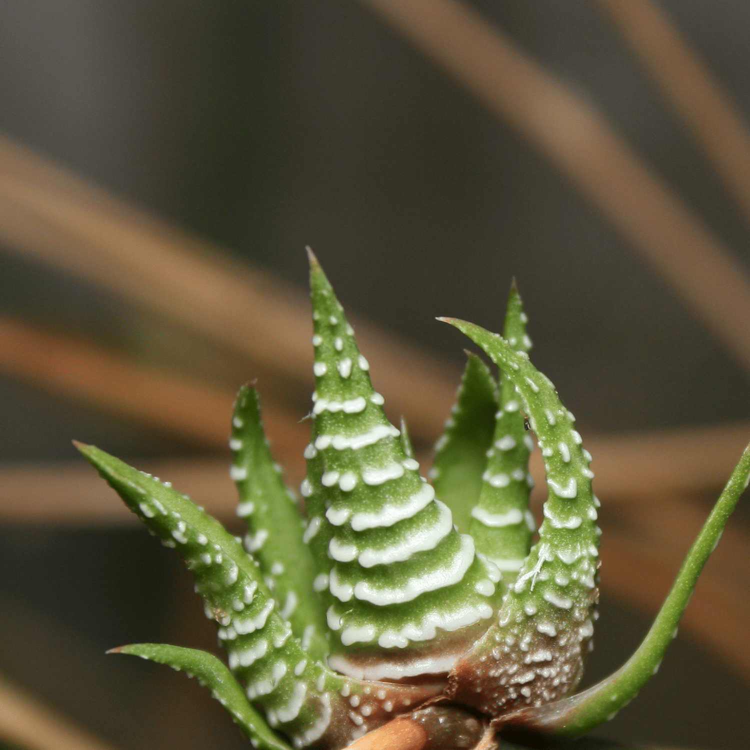 Zebra Haworthia Succulent Plant (Bare Rooted)