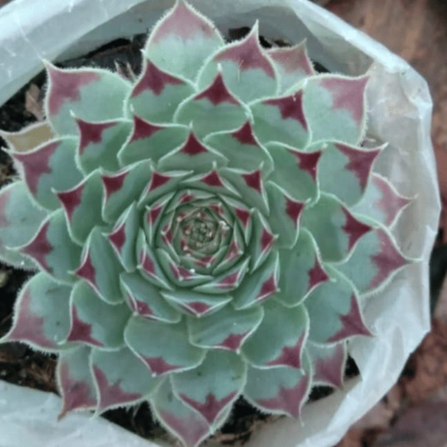 Laxmi Kamal / Sempervivum Calcareum Succulent Plant