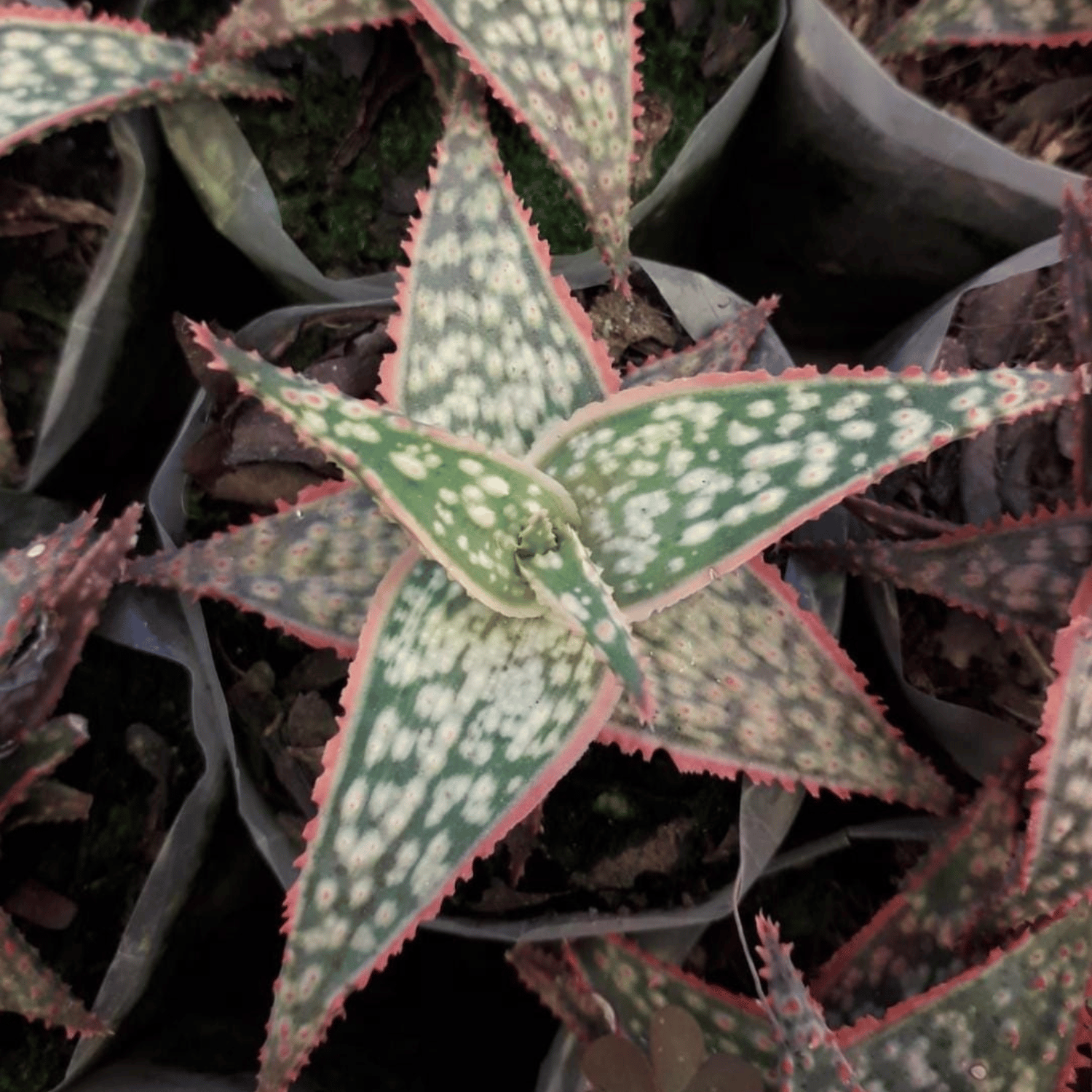 Aloe Christmas Carol Succulent Plant (Bare Rooted)