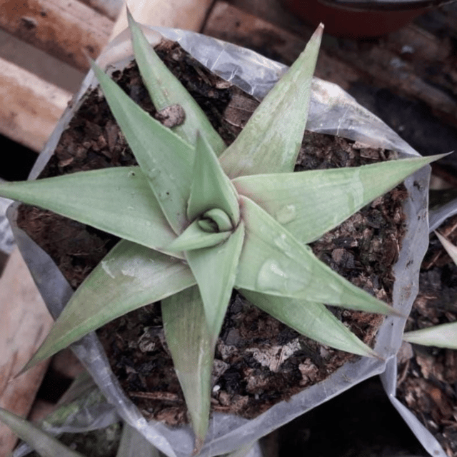 Haworthia Limifolia Succulent plant
