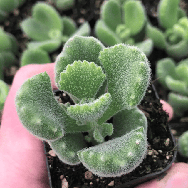 Bear Paw Succulent Plant