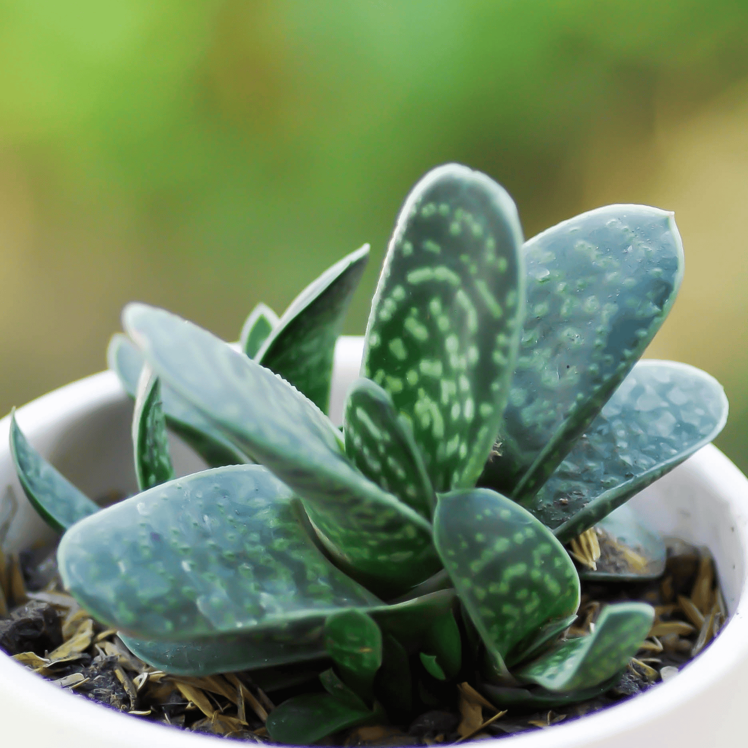 Gasteria Gracilis Succulent Plant