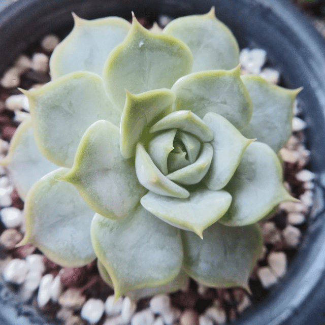 Echeveria Lilacina Succulent Plant