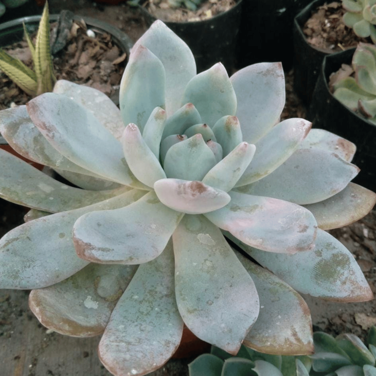 Pachyveria Scheideckeri Succulent Plant