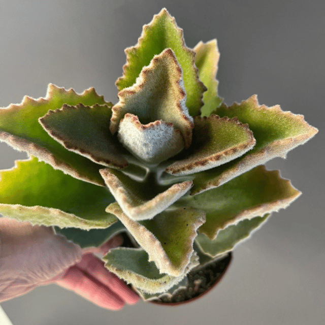 Kalanchoe Beharensis Fang  Succulent Plant