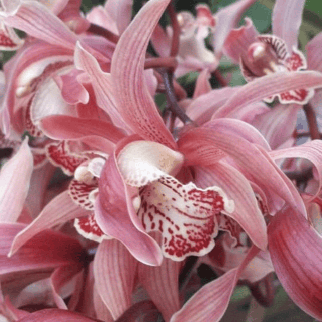 Cymedium Red Star Orchid Flower Bulbs (pack of one bulbs)