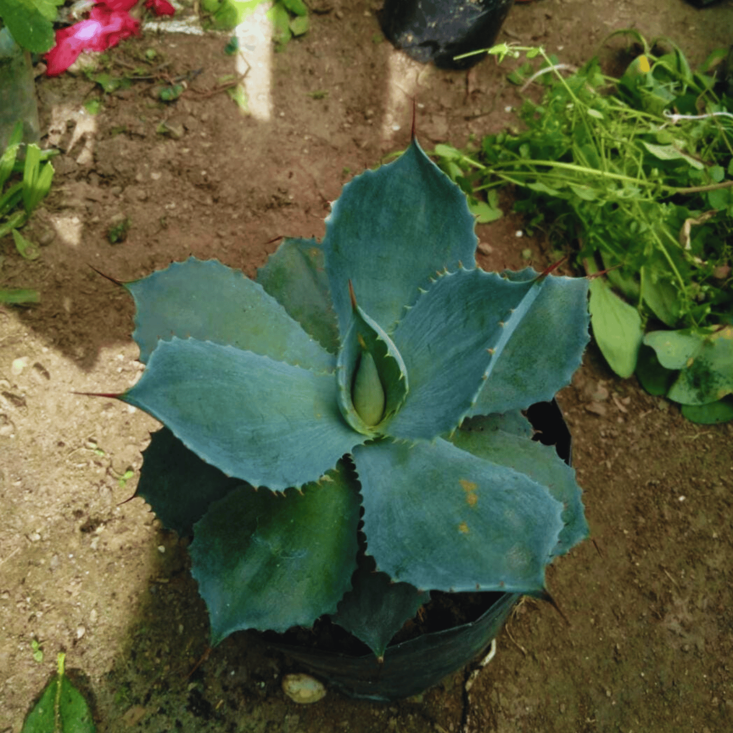 Agave Potatorum Succulent Plant (Bare Rooted)