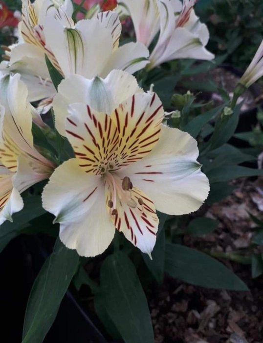 Alstroemeria Flower Bulbs(White)