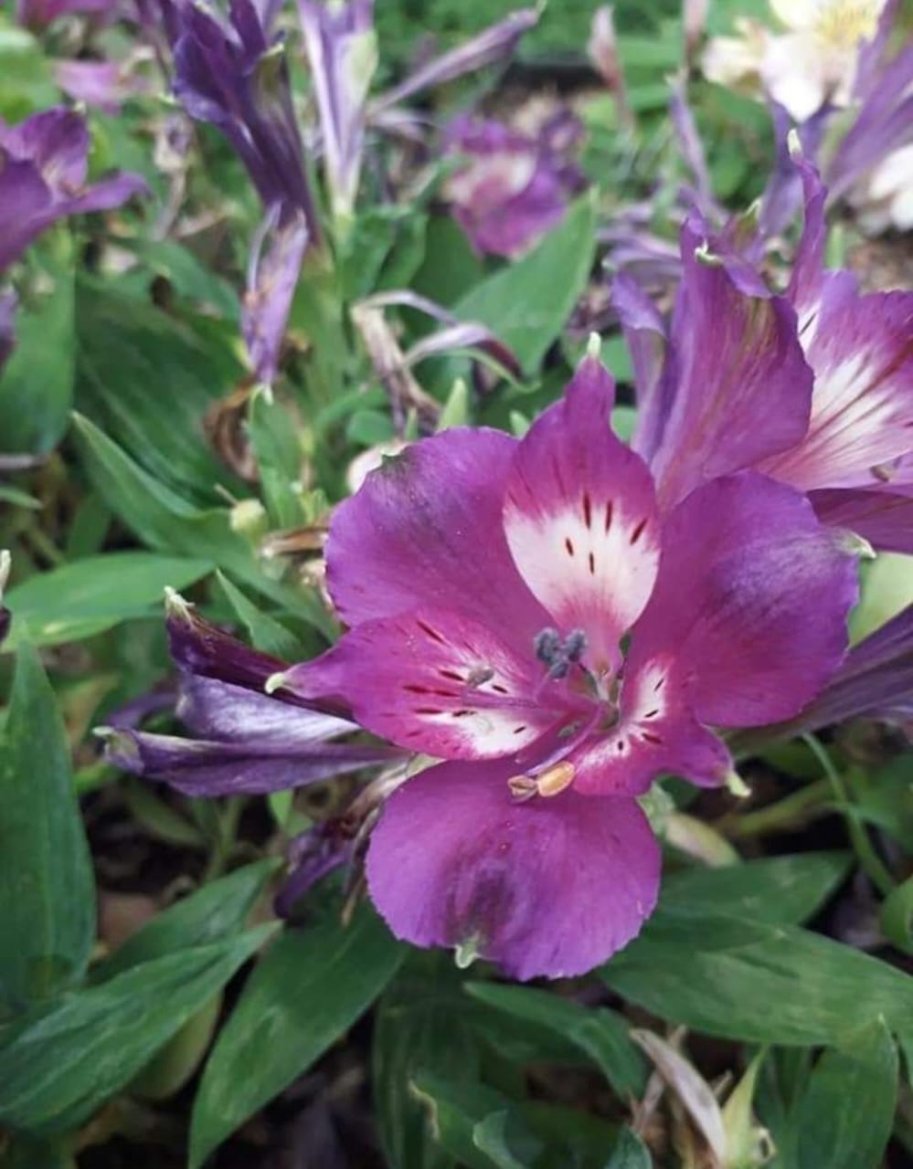 Alstroemeria Flower Bulbs(Purple)