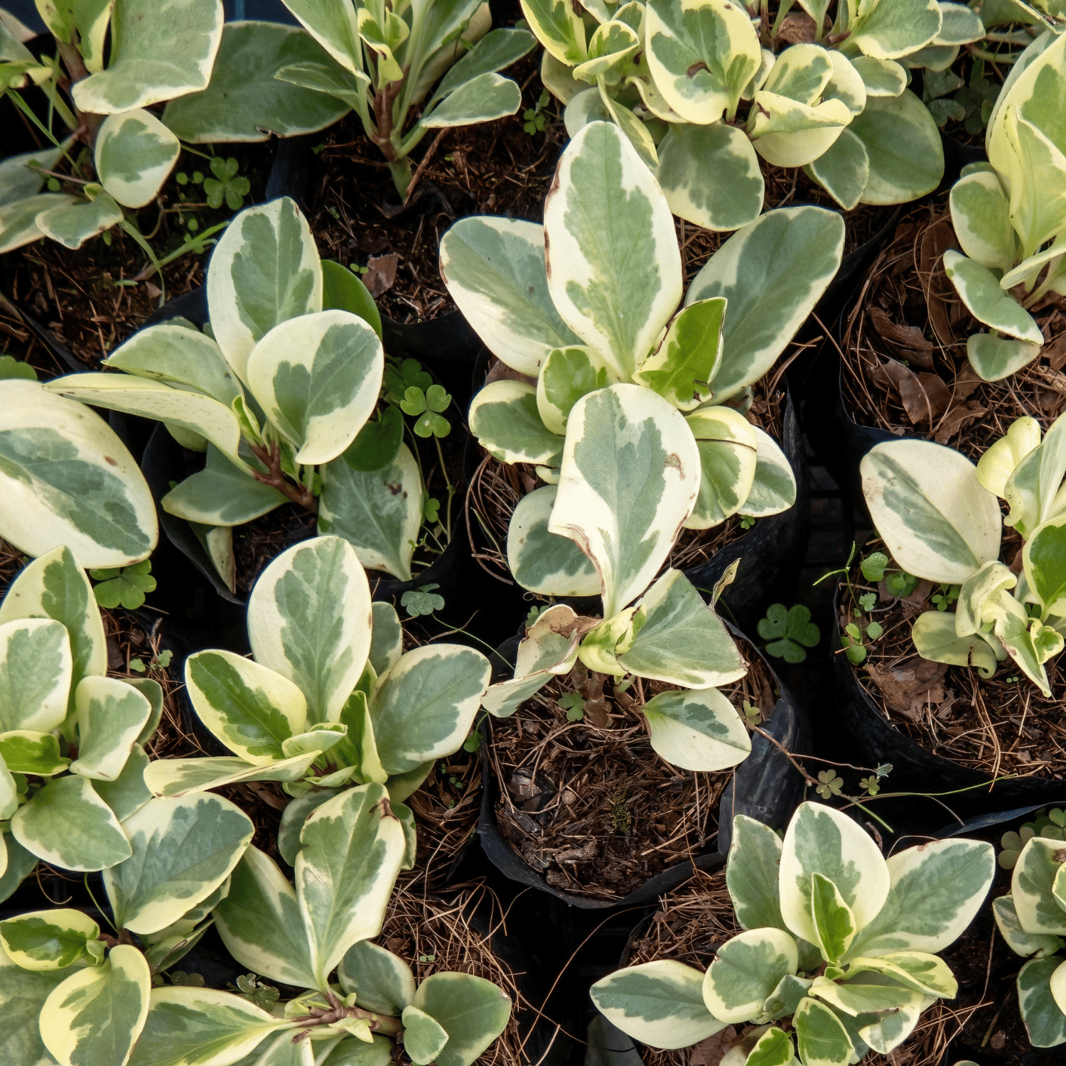 Variegated Peperomia Indoor Plant (Bare Rooted)