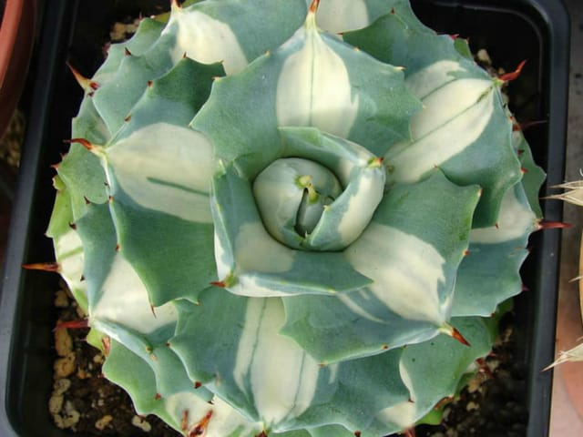 Agave Isthmensis Variegated Dwarf Succulent Plant