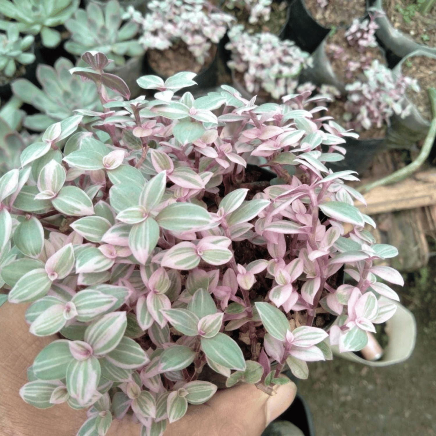 Callisia Rosato/Pink Lady Succulent Plant (Bare Rooted)