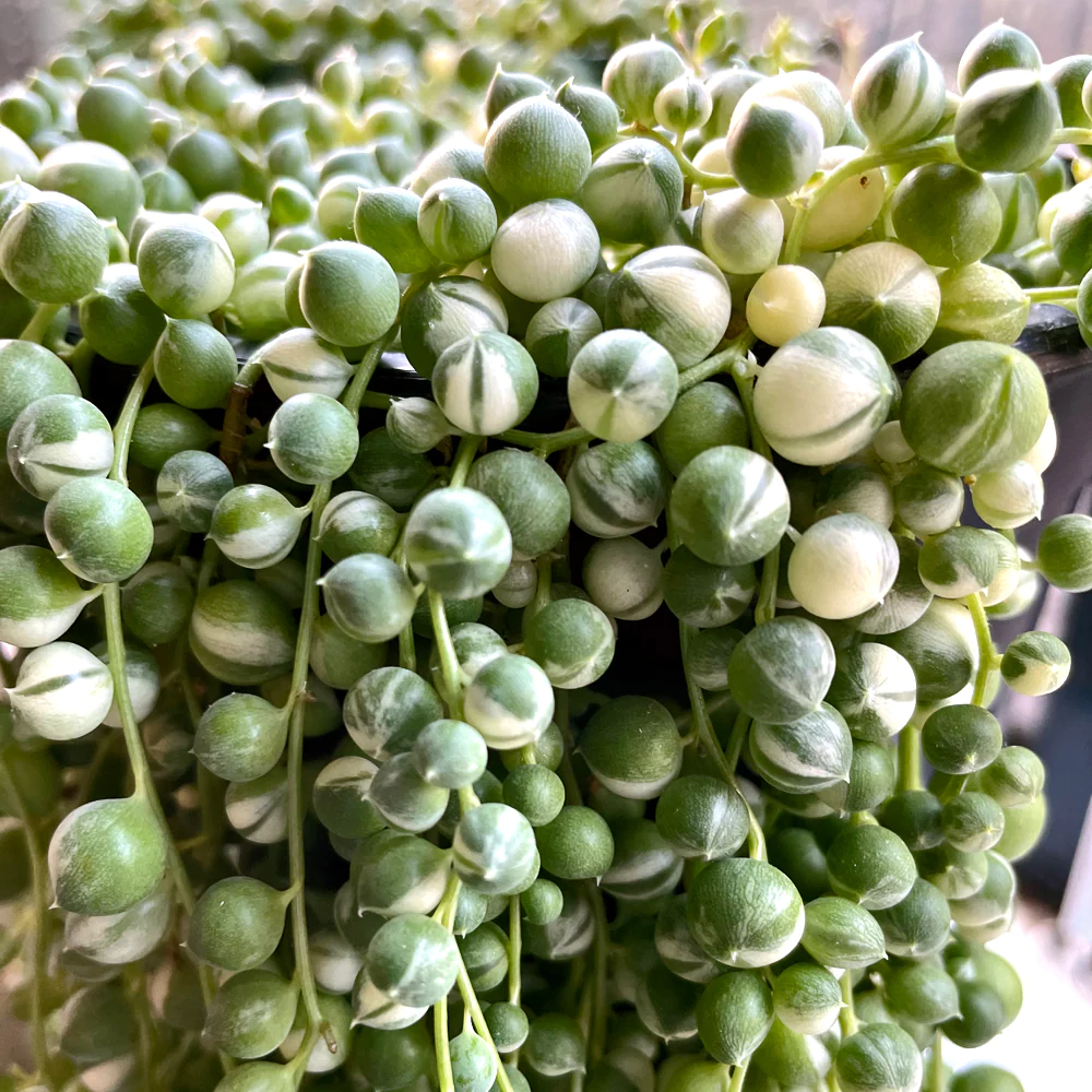 Variegated String Of Pearls Succulent Plant (Bare Rooted)