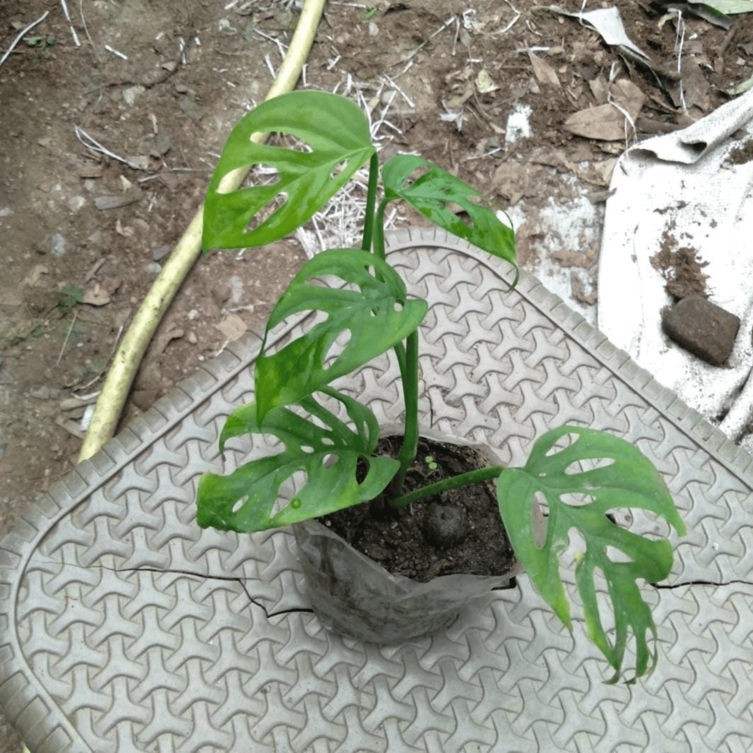 Monstera Broken Heart Indoor Plant(Pot Not Included)