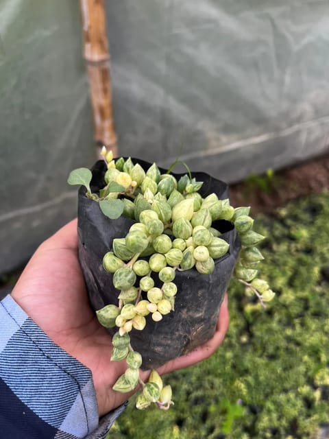 Variegated String Of Tears Succulent Plant