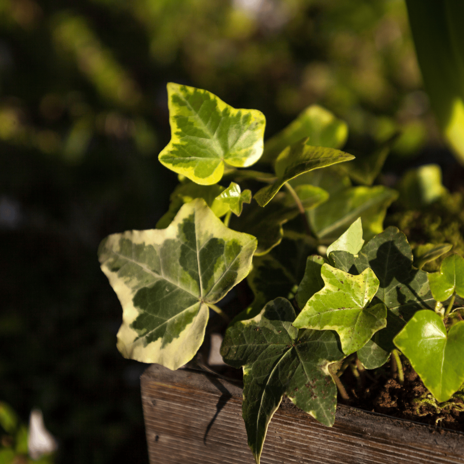 English Ivy Indoor Plant (Bare Rooted)