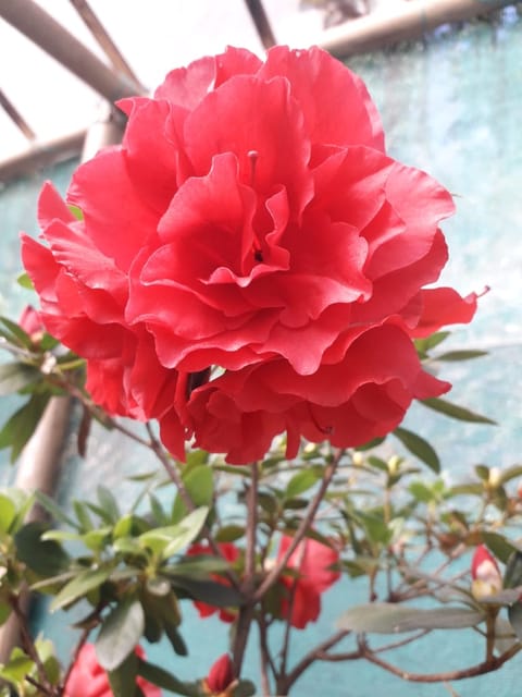 Azalea Flower(Red) Plant