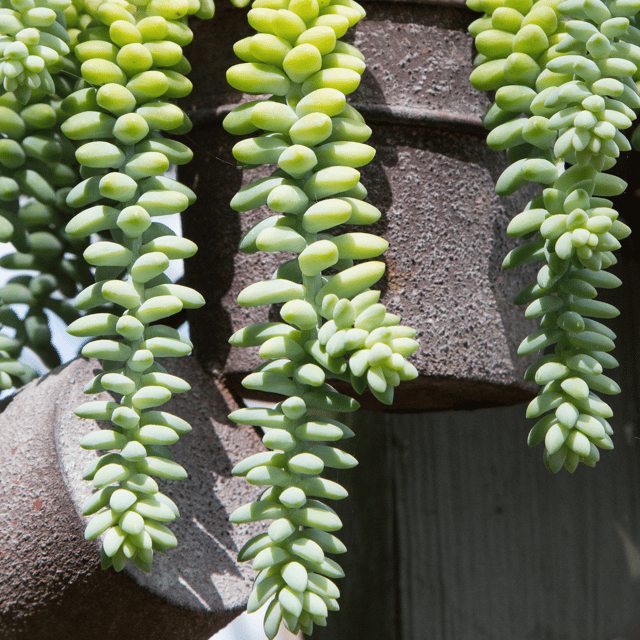 Burros Tail /Donkey Tail  Succulent Plant