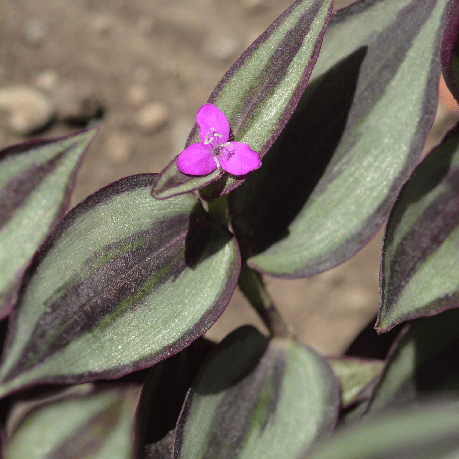 Wandering Jew Indoor Plant