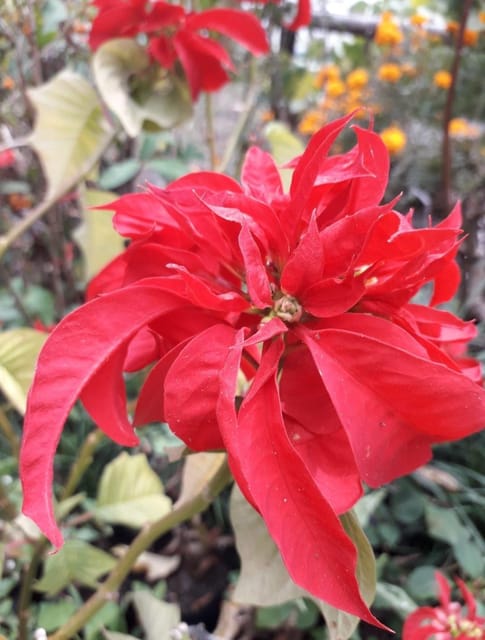 Fire Ball Poinsettia Flower Plant