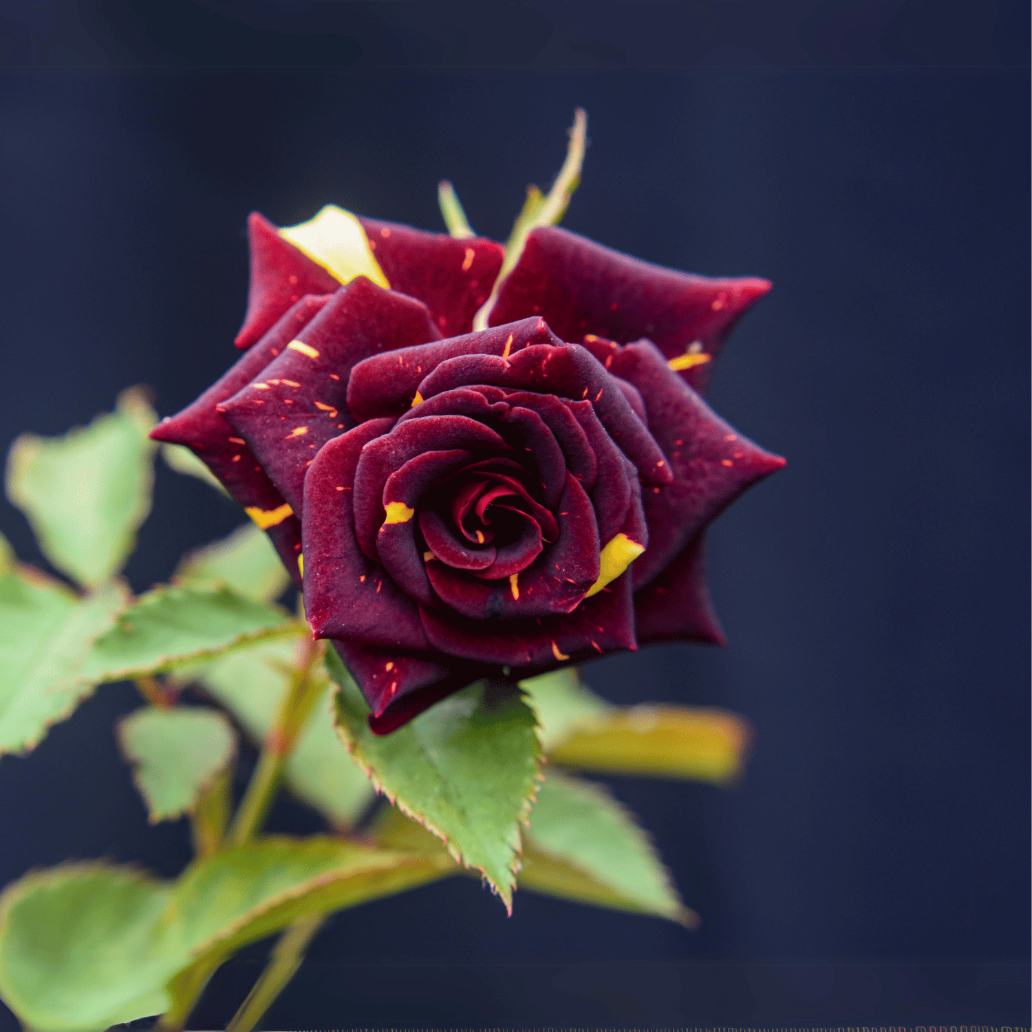 Abra-Dabra English Rose Flower Plant