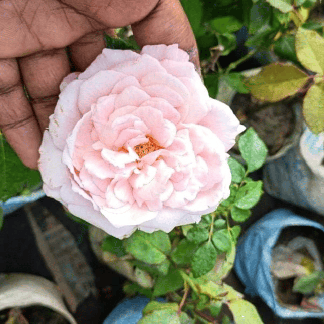 Devid English Rose Flower Plant