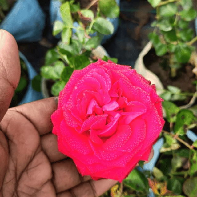 Devid English Rose Flower Plant(Red)