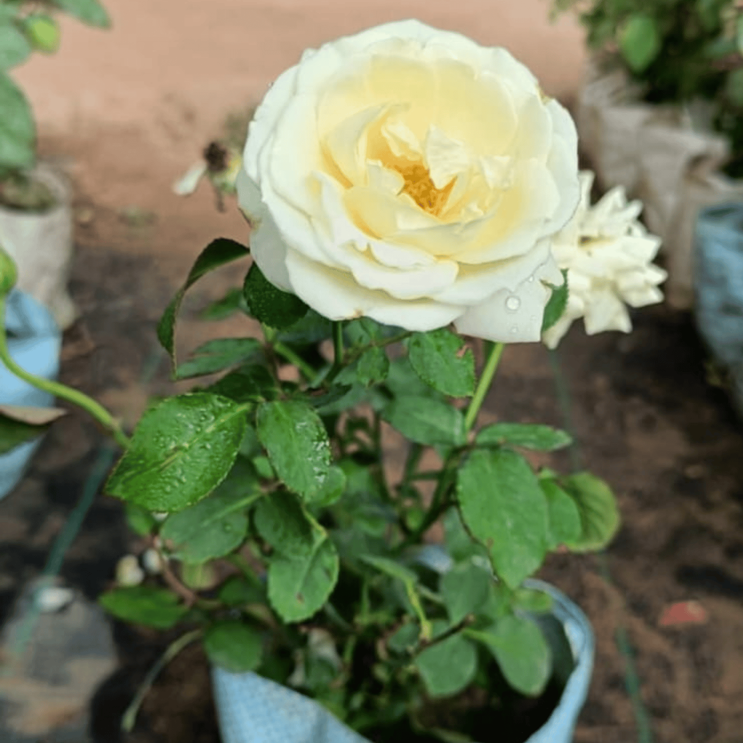 Devid English Rose Flower Plant(White)