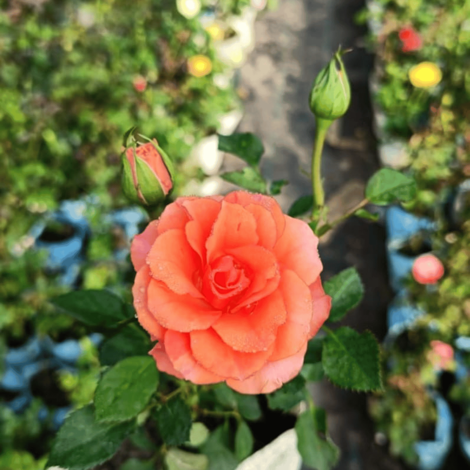 David English Rose Flower Plant(Orange)