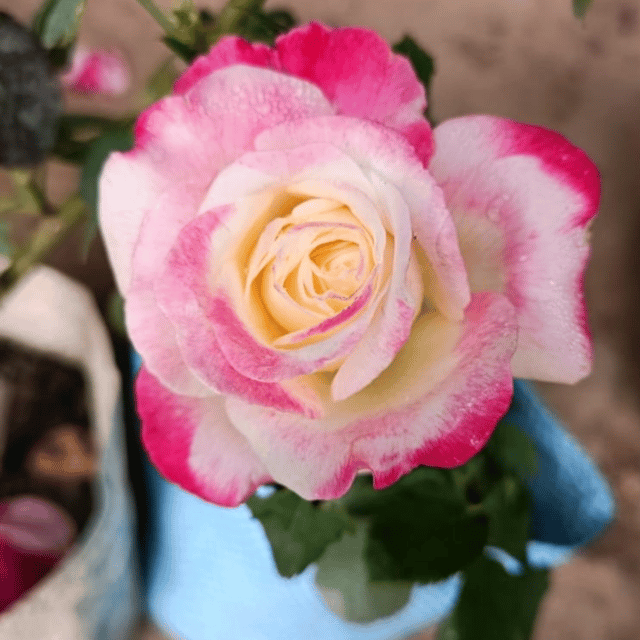 Variegated English Rose Flower Plant