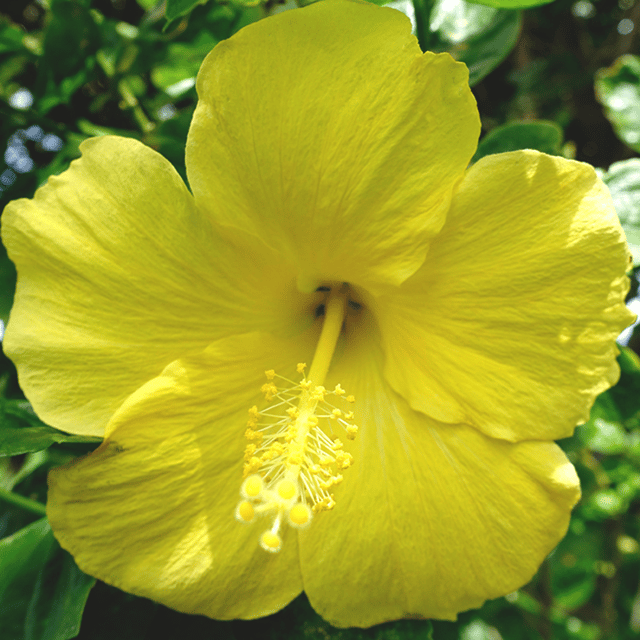Pune Variety Hibiscus Flower Plant(Yellow)