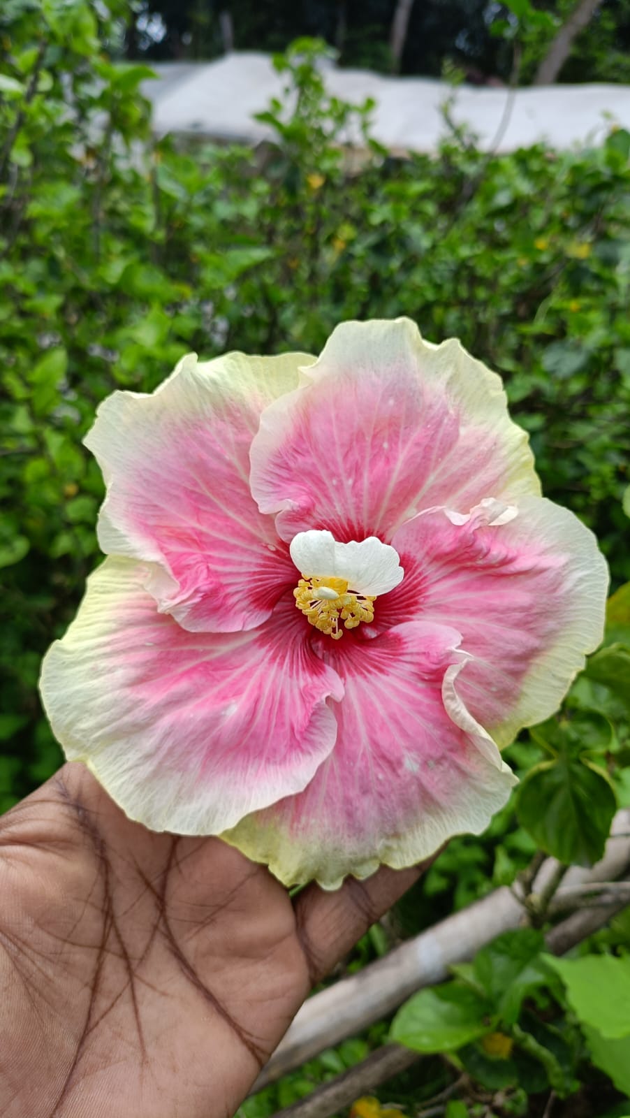 American Hibiscus Flower Plant(Any colour)