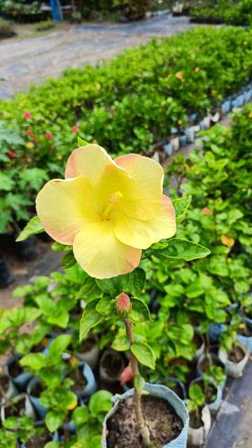 Pune Hibiscus Flower Plant