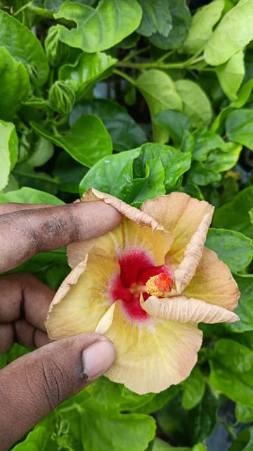 Pune Golden Hibiscus Flower Plant(Yellow)