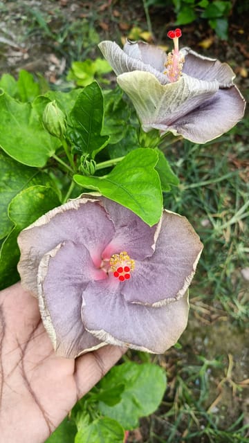 American Hibiscus Flower Live Plant
