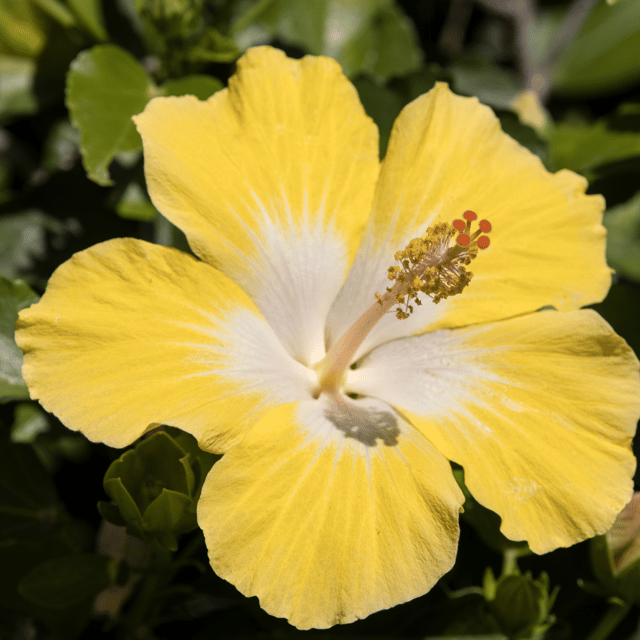 American Beauty Hibiscus Flower Plant