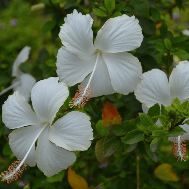 Pune Hybrid Hibiscus Flower Plant(White)