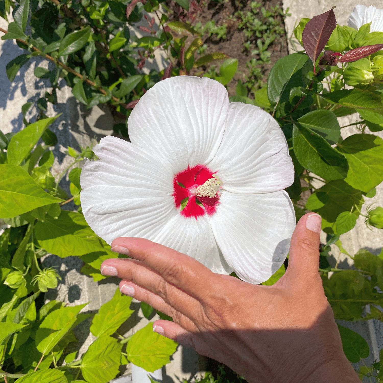 Luna White Hibiscus Live Flower Plant