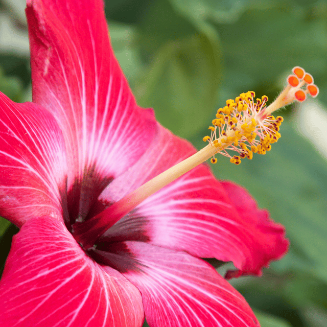 Hibiscus Bush Painted Lady/ Madar India Hibiscus Flower Plant